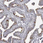 Merck Anti-DNALI1 antibody produced in rabbit