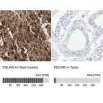 Merck Anti-PDLIM5 antibody produced in rabbit