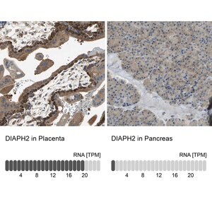 Merck Anti-DIAPH2 antibody produced in rabbit