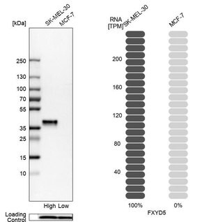Merck Anti-FXYD5 antibody produced in rabbit