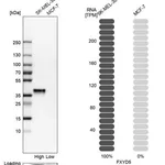 Merck Anti-FXYD5 antibody produced in rabbit