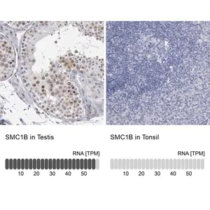 Merck Anti-SMC1B antibody produced in rabbit