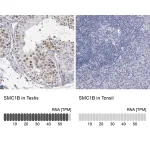 Merck Anti-SMC1B antibody produced in rabbit