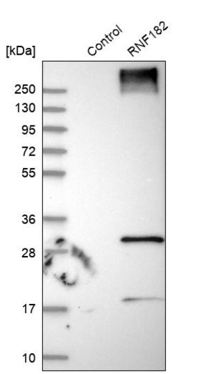 Merck Anti-RNF182 antibody produced in rabbit