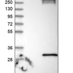 Merck Anti-RNF182 antibody produced in rabbit