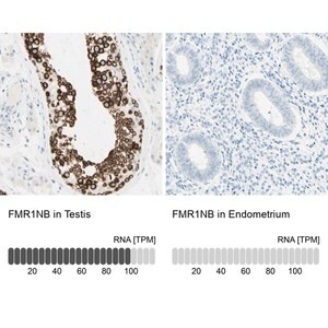 Merck Anti-FMR1NB antibody produced in rabbit