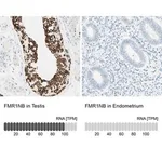 Merck Anti-FMR1NB antibody produced in rabbit
