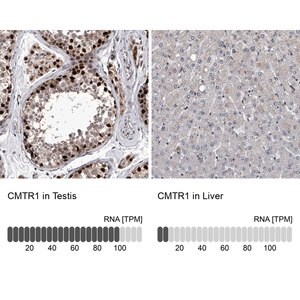 Merck Anti-CMTR1 antibody produced in rabbit