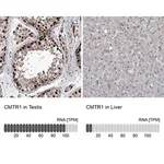 Merck Anti-CMTR1 antibody produced in rabbit