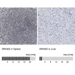 Merck Anti-DRAM2 antibody produced in rabbit