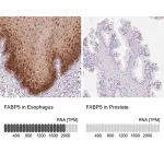 Merck Anti-FABP5 antibody produced in rabbit