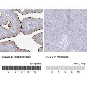 Merck Anti-ADGB antibody produced in rabbit