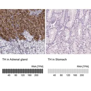 Merck Anti-TH antibody produced in rabbit