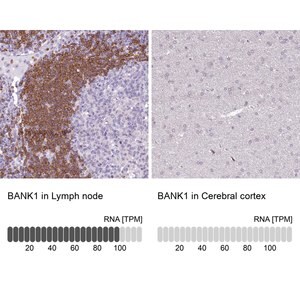 Merck Anti-BANK1 antibody produced in rabbit