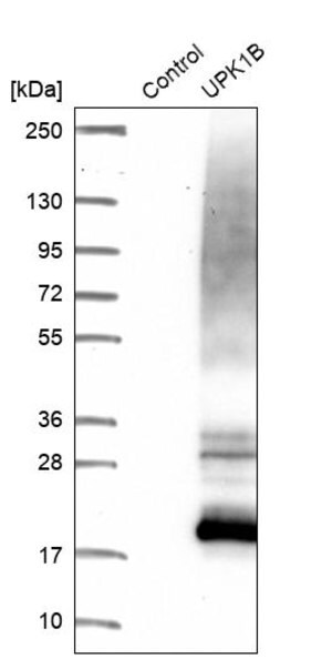 Merck Anti-UPK1B antibody produced in rabbit