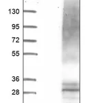 Merck Anti-UPK1B antibody produced in rabbit