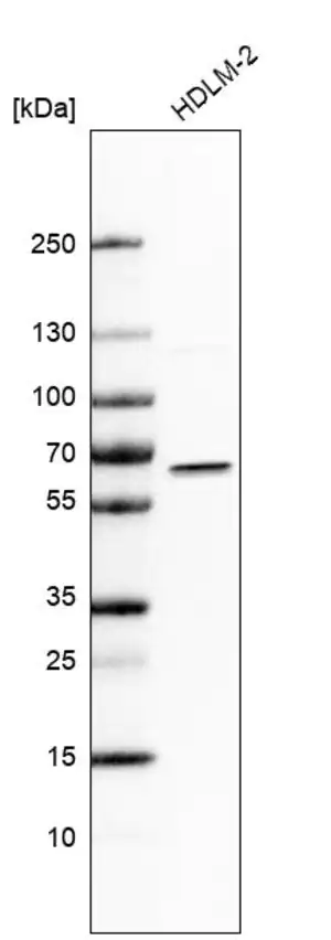 Merck Anti-IRF5 antibody produced in rabbit