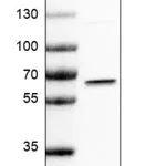 Merck Anti-IRF5 antibody produced in rabbit