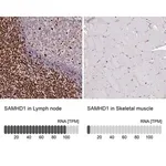 Merck Anti-SAMHD1 antibody produced in rabbit