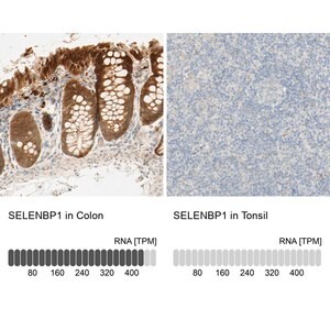 Merck Anti-SELENBP1 antibody produced in rabbit