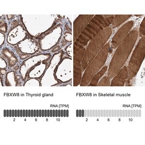 Merck Anti-FBXW8 antibody produced in rabbit