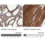 Merck Anti-FBXW8 antibody produced in rabbit
