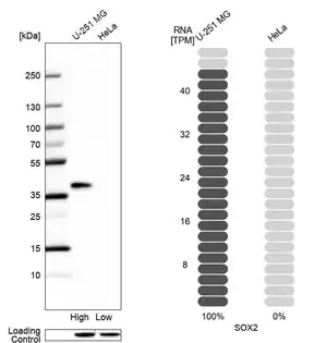 Merck Anti-SOX2 antibody produced in rabbit