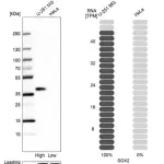 Merck Anti-SOX2 antibody produced in rabbit