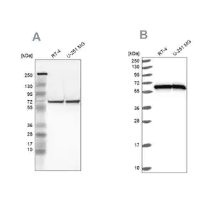 Merck Anti-HSPD1 antibody produced in rabbit