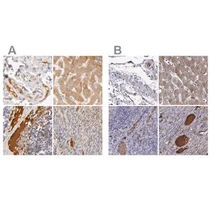 Merck Anti-TF antibody produced in rabbit