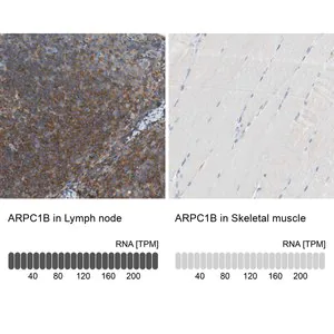 Merck Anti-ARPC1B antibody produced in rabbit