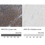 Merck Anti-ARPC1B antibody produced in rabbit