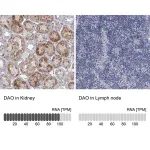 Merck Anti-DAO antibody produced in rabbit
