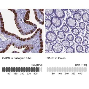 Merck Anti-CAPS antibody produced in rabbit