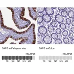 Merck Anti-CAPS antibody produced in rabbit