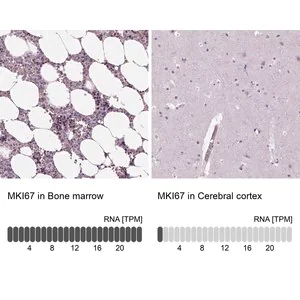 Merck Anti-MKI67 antibody produced in rabbit
