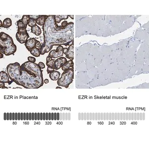 Merck Anti-EZR antibody produced in rabbit