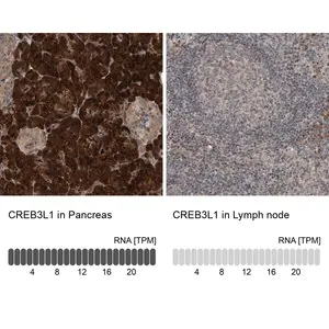 Merck Anti-CREB3L1 antibody produced in rabbit