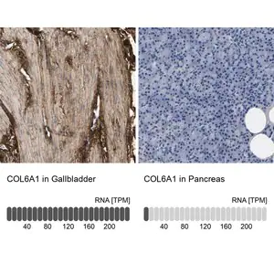 Merck Anti-COL6A1 antibody produced in rabbit