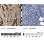 Merck Anti-COL6A1 antibody produced in rabbit