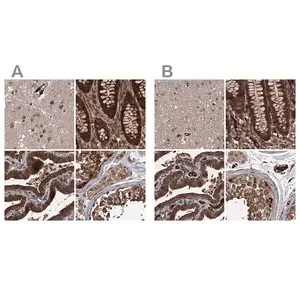 Merck Anti-RPAP3 antibody produced in rabbit