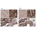 Merck Anti-RPAP3 antibody produced in rabbit