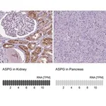 Merck Anti-ASPG antibody produced in rabbit