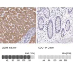 Merck Anti-CDO1 antibody produced in rabbit