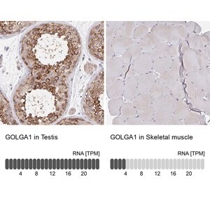 Merck Anti-GOLGA1 antibody produced in rabbit