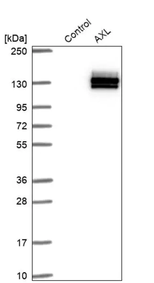 Merck Anti-AXL antibody produced in rabbit