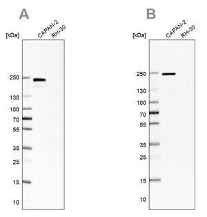 Merck Anti-ITGB4 antibody produced in rabbit