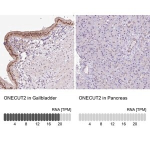 Merck Anti-ONECUT2 antibody produced in rabbit