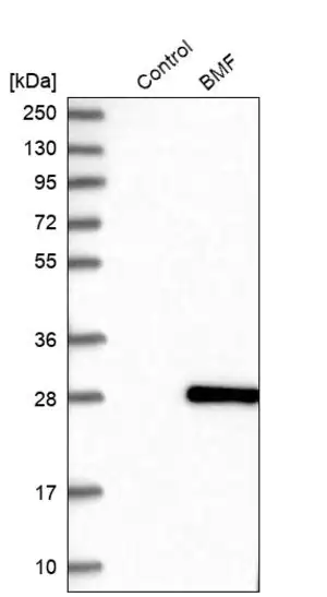 Merck Anti-BMF antibody produced in rabbit