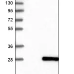 Merck Anti-BMF antibody produced in rabbit